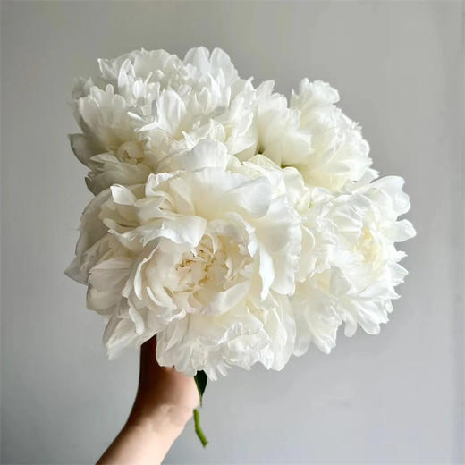 新西兰进口madame claude tain克劳德·坦夫人芍药花5支 商品图0