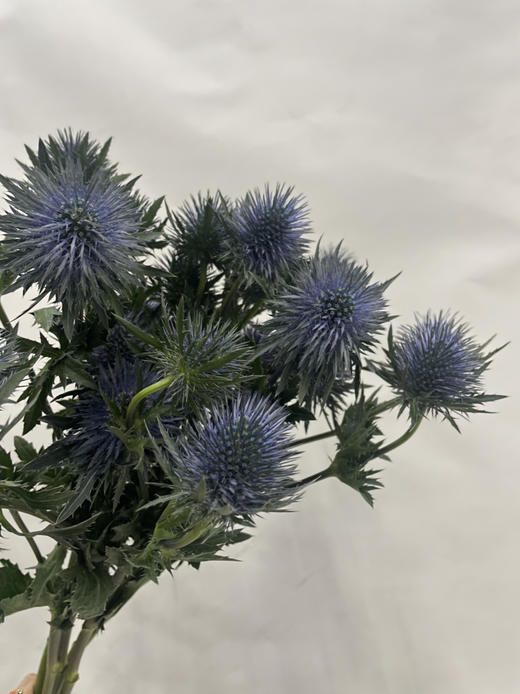 【荷兰进口】 大刺芹--磁铁  5枝/扎（大圆头） 商品图9