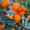 贡品级涌泉蜜桔礼盒 商品缩略图0