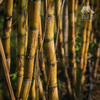 生态甘蔗（煲汤小规格） | 绿家自产*Eco-Sugarcane | Self-production 商品缩略图3