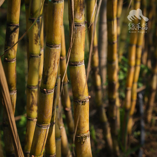 生态甘蔗（煲汤小规格） | 绿家自产*Eco-Sugarcane | Self-production 商品图3