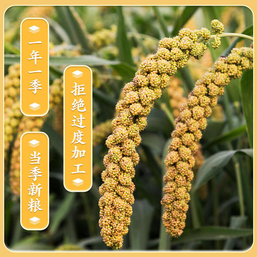 柴火大院 黄小米 （杂粮  小米粥  真空装 粥米伴侣）2kg 商品图3