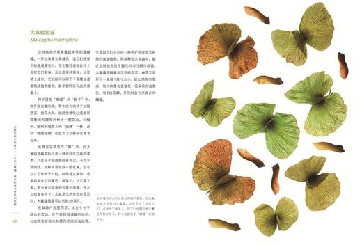 怎样观察一粒种子：一次进入种穗、种荚和果实世界的旅程 [美]特里•邓恩•切斯 著 [美]罗伯特•卢埃林 摄影 光合作用园艺 译 商务印书馆 商品图2