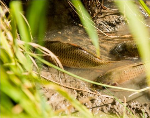 桑撒贡米9斤装特级礼盒装 云南大米 商品图3