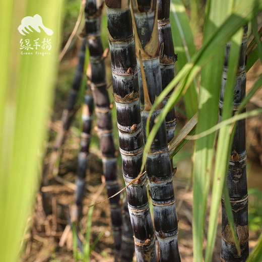 生态甘蔗（煲汤小规格） | 绿家自产*Eco-Sugarcane | Self-production 商品图2