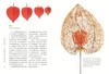 怎样观察一粒种子：一次进入种穗、种荚和果实世界的旅程 [美]特里•邓恩•切斯 著 [美]罗伯特•卢埃林 摄影 光合作用园艺 译 商务印书馆 商品缩略图3