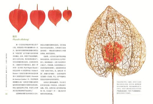 怎样观察一粒种子：一次进入种穗、种荚和果实世界的旅程 [美]特里•邓恩•切斯 著 [美]罗伯特•卢埃林 摄影 光合作用园艺 译 商务印书馆 商品图3
