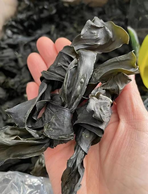 【现货】福建霞浦干海带结，肉质厚实，口感软嫩滑爽，软，好吃 满88包邮 商品图3