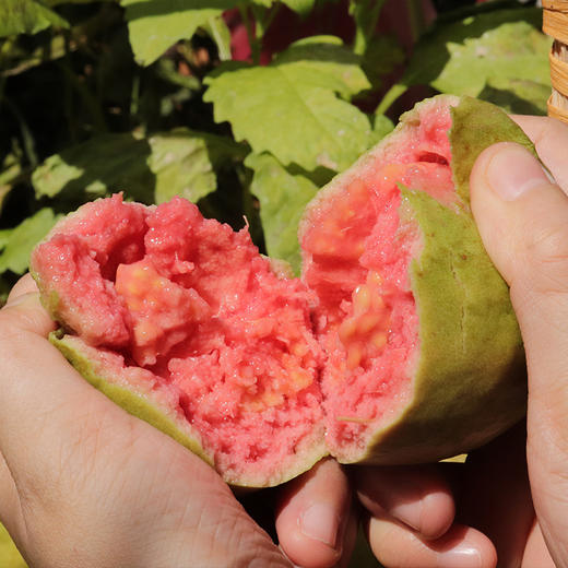 广西奶油芭乐 草莓红心芭乐 双拼芭乐 商品图2