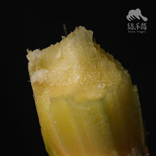 生态甘蔗（煲汤小规格） | 绿家自产*Eco-Sugarcane | Self-production 商品图4