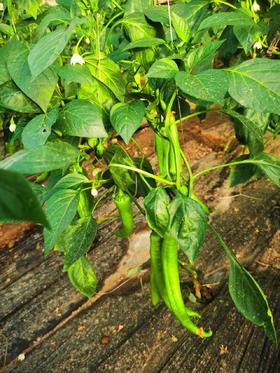 鸿翠园有机尖椒