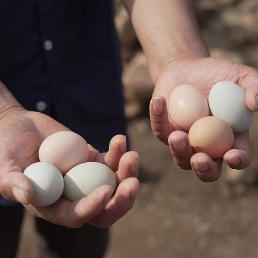 新鲜土鸡蛋农家富硒鸡蛋土鸡跑山老母鸡早餐食材 商品图2