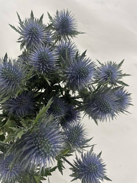 【荷兰进口】 大刺芹--磁铁  5枝/扎（大圆头） 商品图8