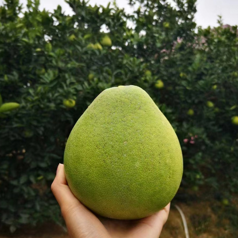 武夷山老树小柚子 20斤家庭袋装
