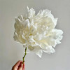 新西兰进口madame claude tain克劳德·坦夫人芍药花5支 商品缩略图1
