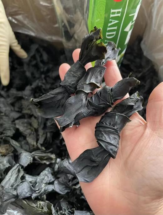 【现货】福建霞浦干海带结，肉质厚实，口感软嫩滑爽，软，好吃 满88包邮 商品图0