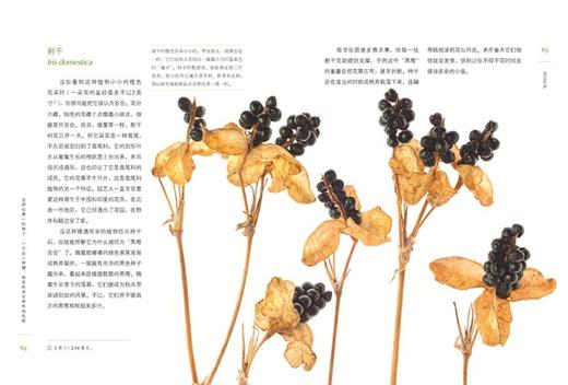 怎样观察一粒种子：一次进入种穗、种荚和果实世界的旅程 [美]特里•邓恩•切斯 著 [美]罗伯特•卢埃林 摄影 光合作用园艺 译 商务印书馆 商品图1