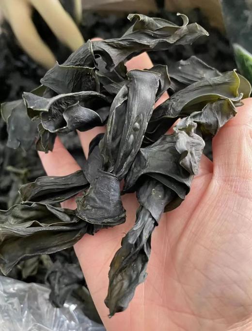 【现货】福建霞浦干海带结，肉质厚实，口感软嫩滑爽，软，好吃 满88包邮 商品图1