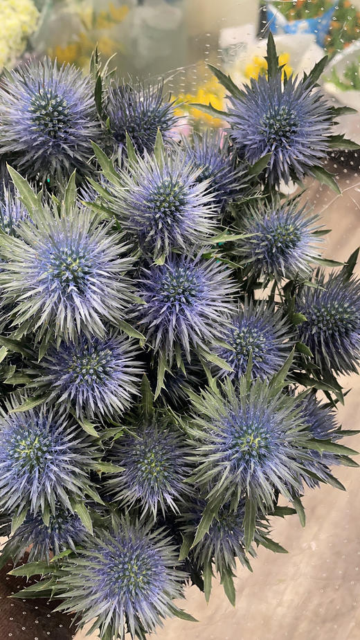 【荷兰进口】 大刺芹--磁铁  5枝/扎（大圆头） 商品图10