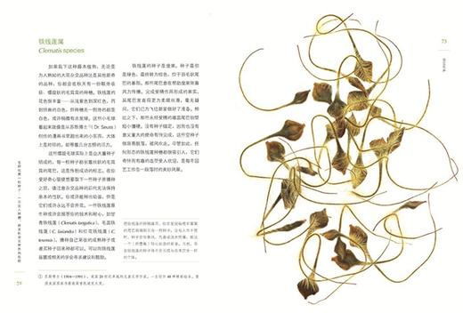 怎样观察一粒种子：一次进入种穗、种荚和果实世界的旅程 [美]特里•邓恩•切斯 著 [美]罗伯特•卢埃林 摄影 光合作用园艺 译 商务印书馆 商品图5