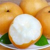 山东秋月梨 6粒装 净重约4-5斤 商品缩略图1