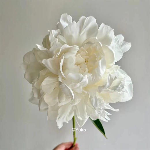 新西兰进口madame claude tain克劳德·坦夫人芍药花5支 商品图3