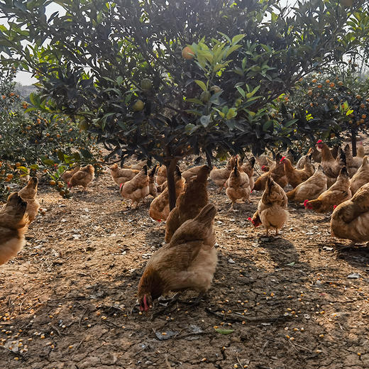 新鲜土鸡蛋农家富硒鸡蛋土鸡跑山老母鸡早餐食材 商品图5