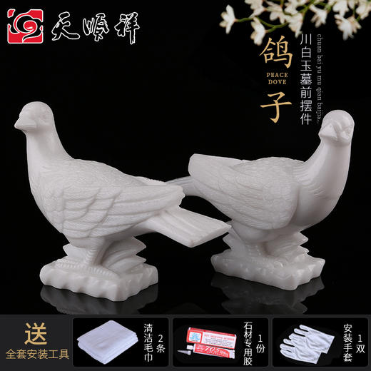 川白玉鸽子 商品图0