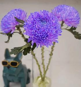 【周四秒杀】超级牡丹菊（2枝）39.8元