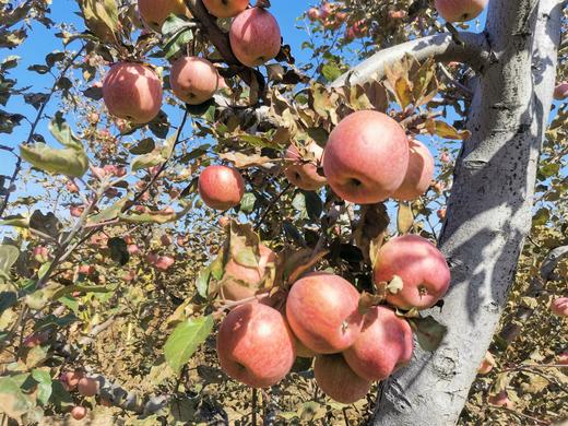 山西晋中杨壁村老知青苹果、酥梨  北京地区包邮 商品图5