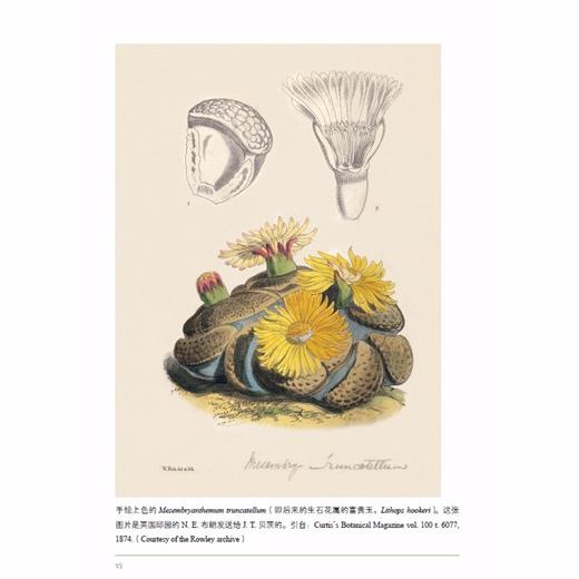 大地上的宝石——生石花的秘密 商品图1
