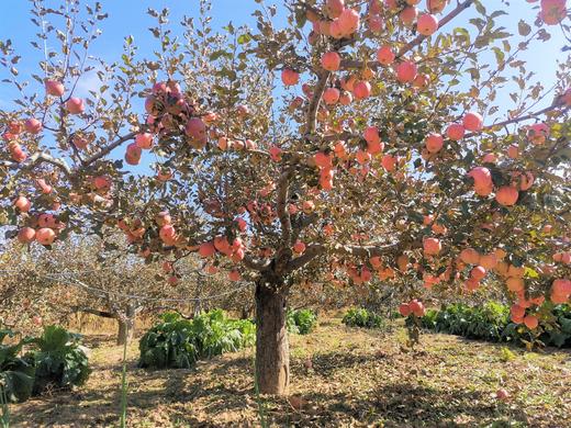 山西晋中杨壁村老知青苹果、酥梨  北京地区包邮 商品图4