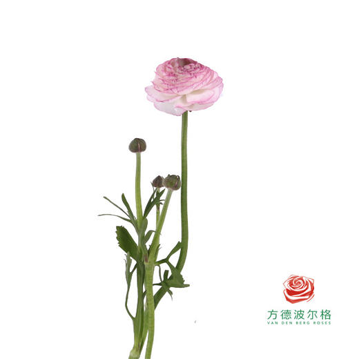 洋牡丹 花边白色 商品图1