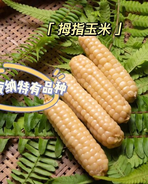 云好糯 西双版纳傣家香糯小玉米（4斤装）|蔬菜 商品图0
