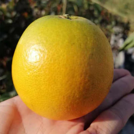 高原王子橙 商品图1