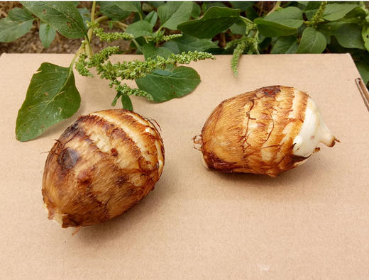 丰硒农业红芽小芋仔2斤装 商品图3