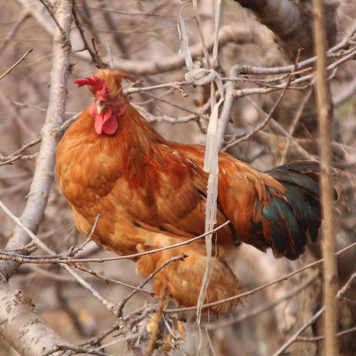 【包邮】北京油鸡  杂粮喂养  老母鸡  急冻锁鲜  母鸡煲汤鲜 1只   煲汤佳品 商品图4