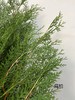 【叶材】扁柏  约3支/扎 商品缩略图4