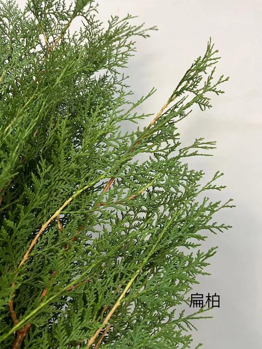 【叶材】扁柏  约3支/扎 商品图4