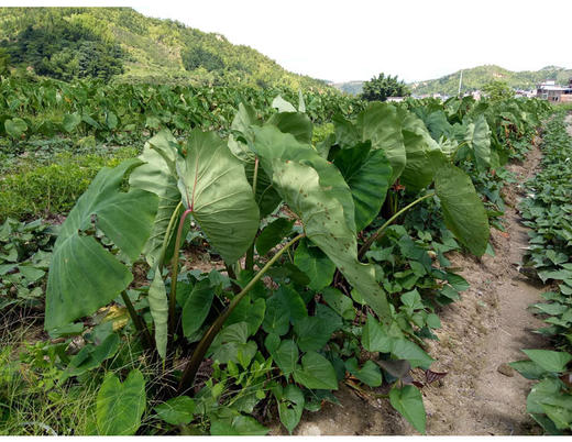 丰硒农业红芽小芋仔2斤装 商品图2