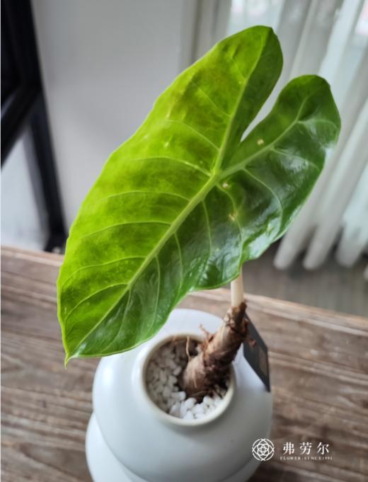 粉龙海芋 商品图0