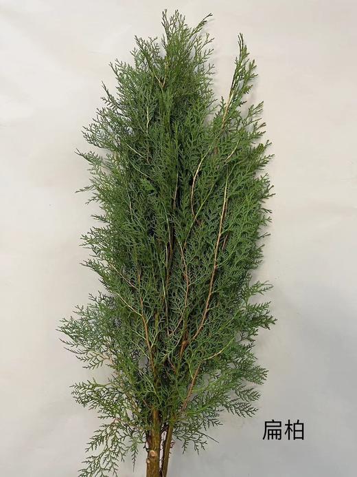 【叶材】扁柏  约3支/扎 商品图3