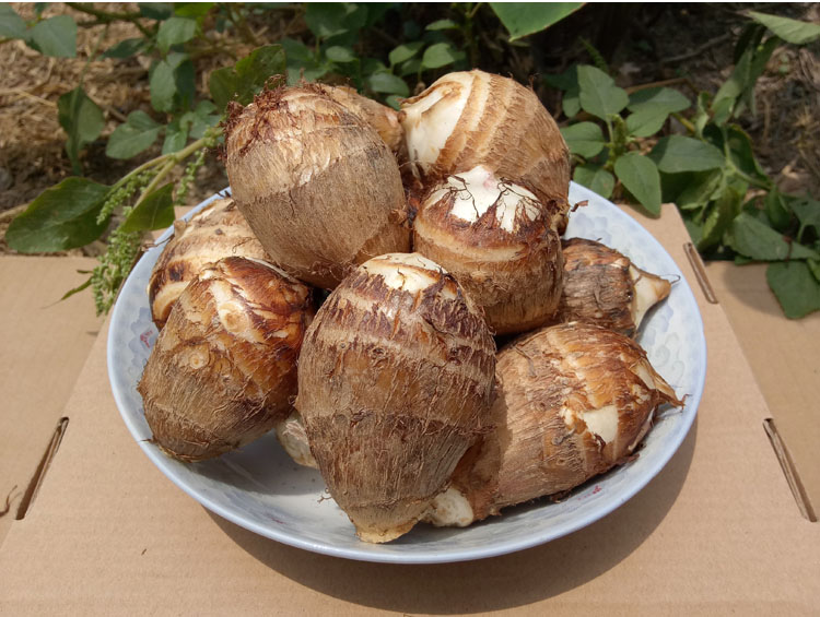 丰硒农业红芽小芋仔2斤装