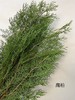 【叶材】扁柏  约3支/扎 商品缩略图5