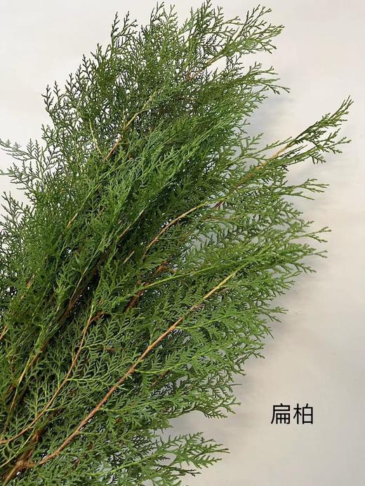 【叶材】扁柏  约3支/扎 商品图5