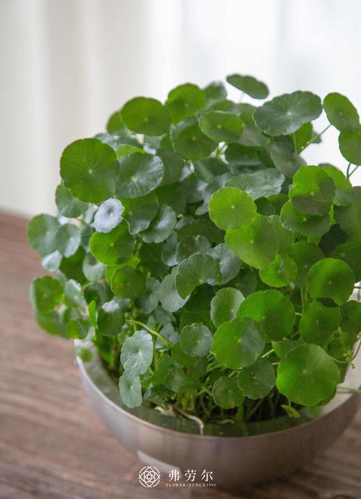 铜钱草 商品图0