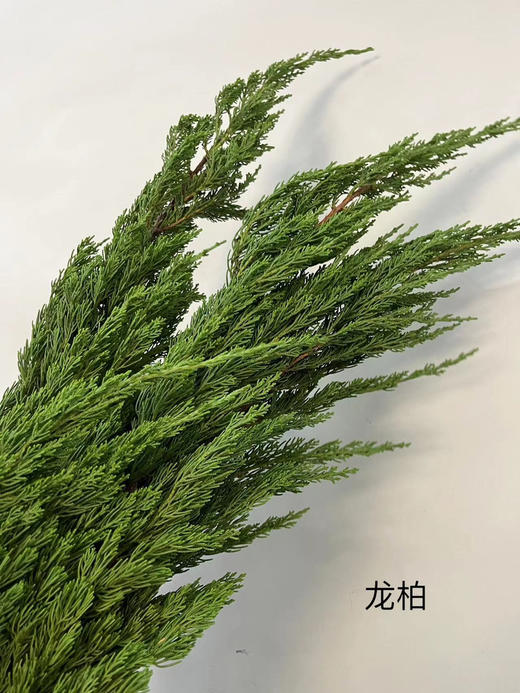 【叶材】龙柏松   若干枝/扎 商品图1