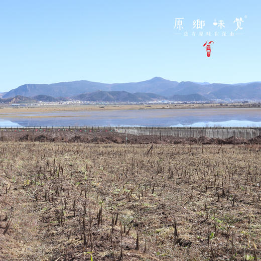 生态鲜百合（基地直发-顺丰包邮） | 多种规格，来自云南香格里拉，生产者：李忠青【合作生产，公平贸易】 商品图5