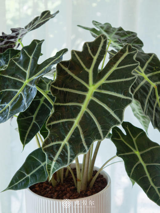 大仙女 商品图1