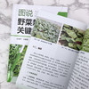 图说野菜栽培关键技术 商品缩略图9